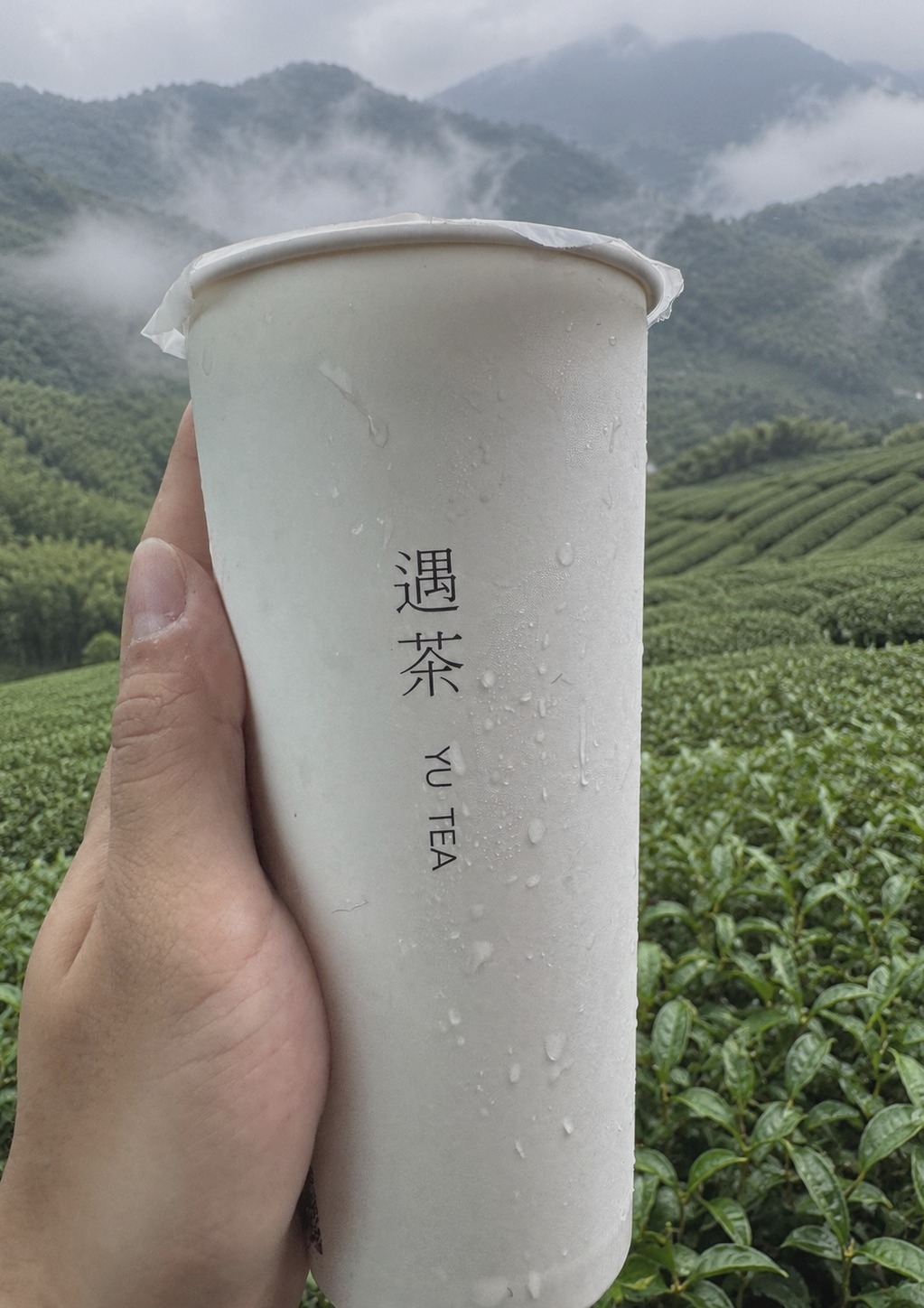 遇茶白色品牌紙杯，襯著茶園與山景